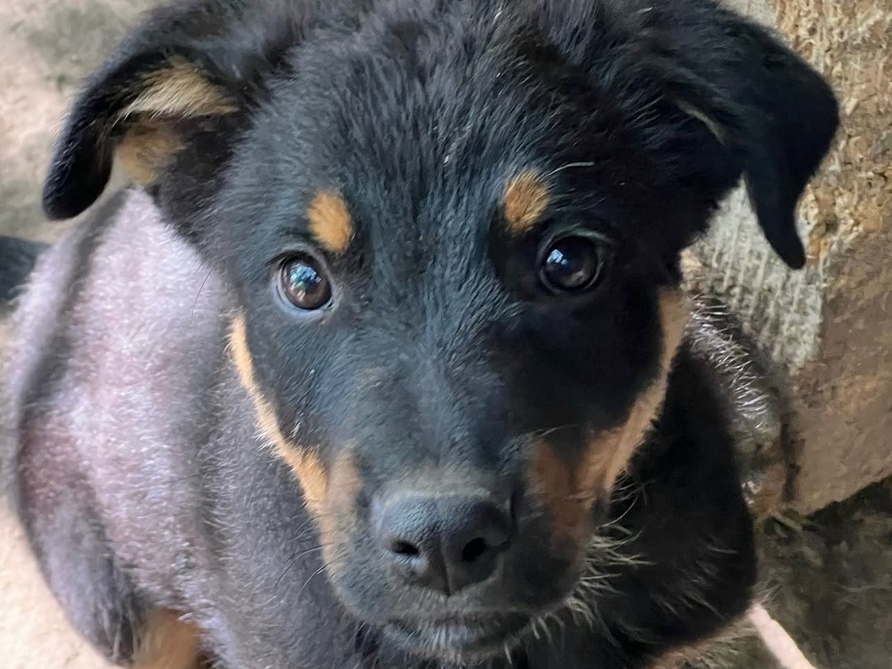 Vuoi adottare un cane a Roma?