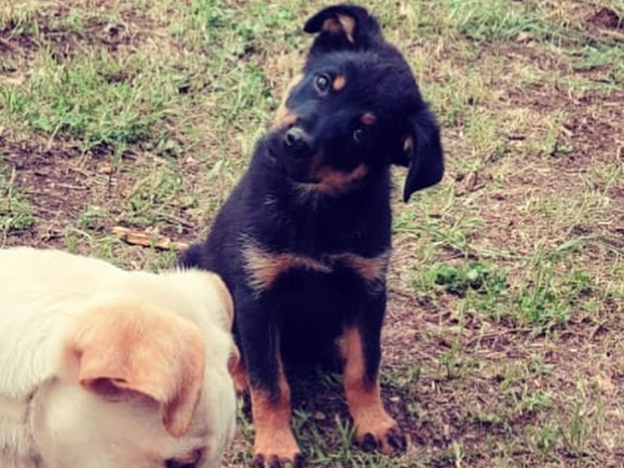Adotta il cane Achille a Roma