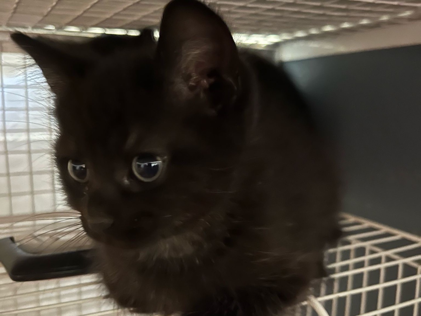 Adotta un gatto, maschio, 1 mesi, Milano