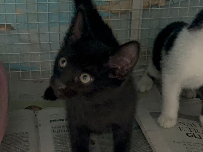 Adotta un gatto, taglia non valida, maschio, Milano