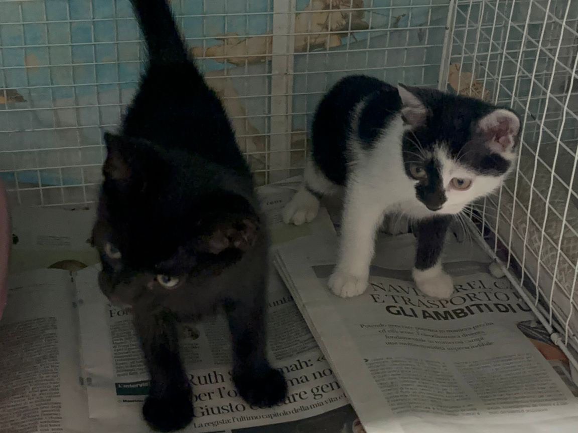 Vuoi adottare un gatto a Milano?