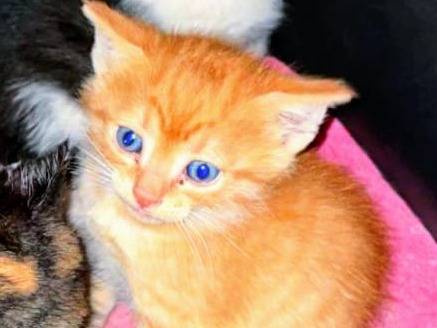 Foto dell'animale