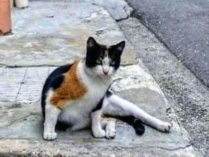 Foto dell'animale