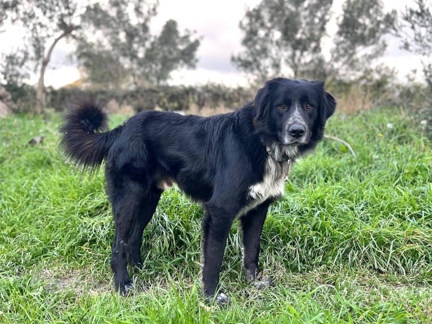 Vuoi adottare un cane a Catanzaro?