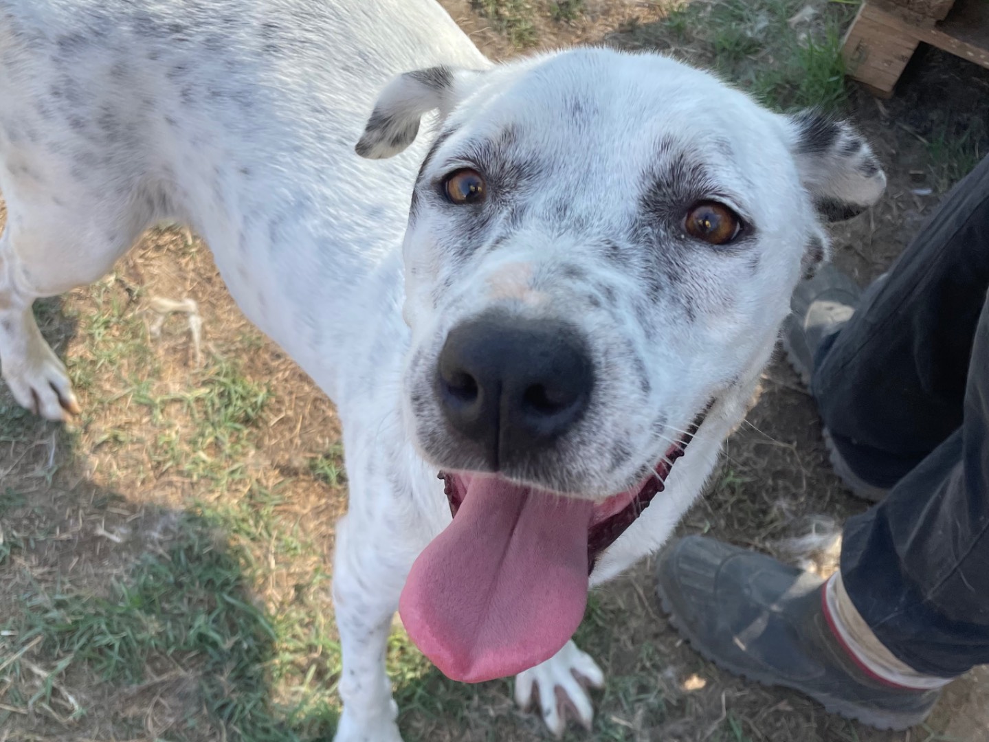 Adozione cane, femmina, Dalmata Razza sconosciuta, 5 anni  e 2 mesi , taglia media, Latina