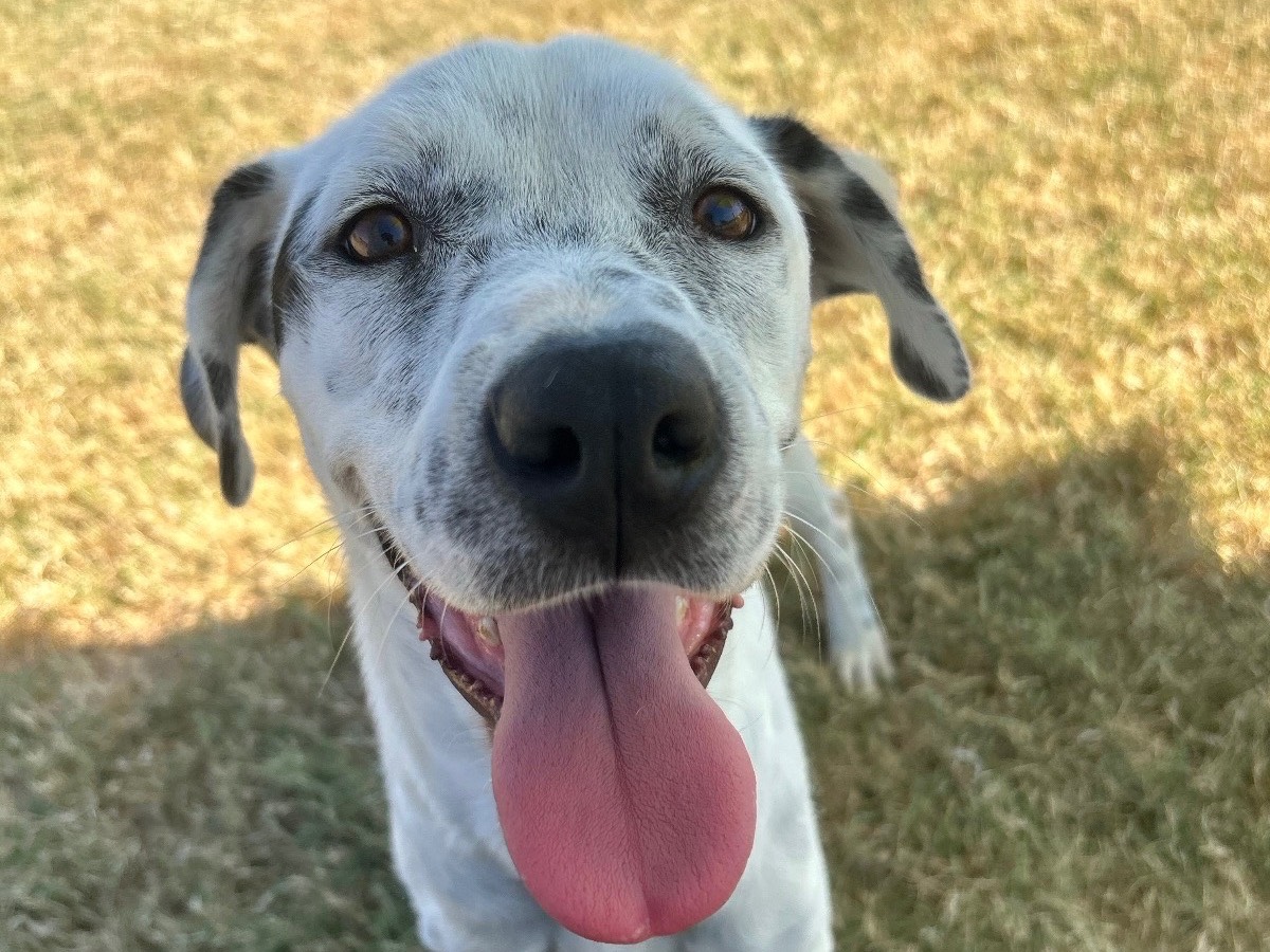Adotta un cane, femmina, 5 anni  e 2 mesi , Latina
