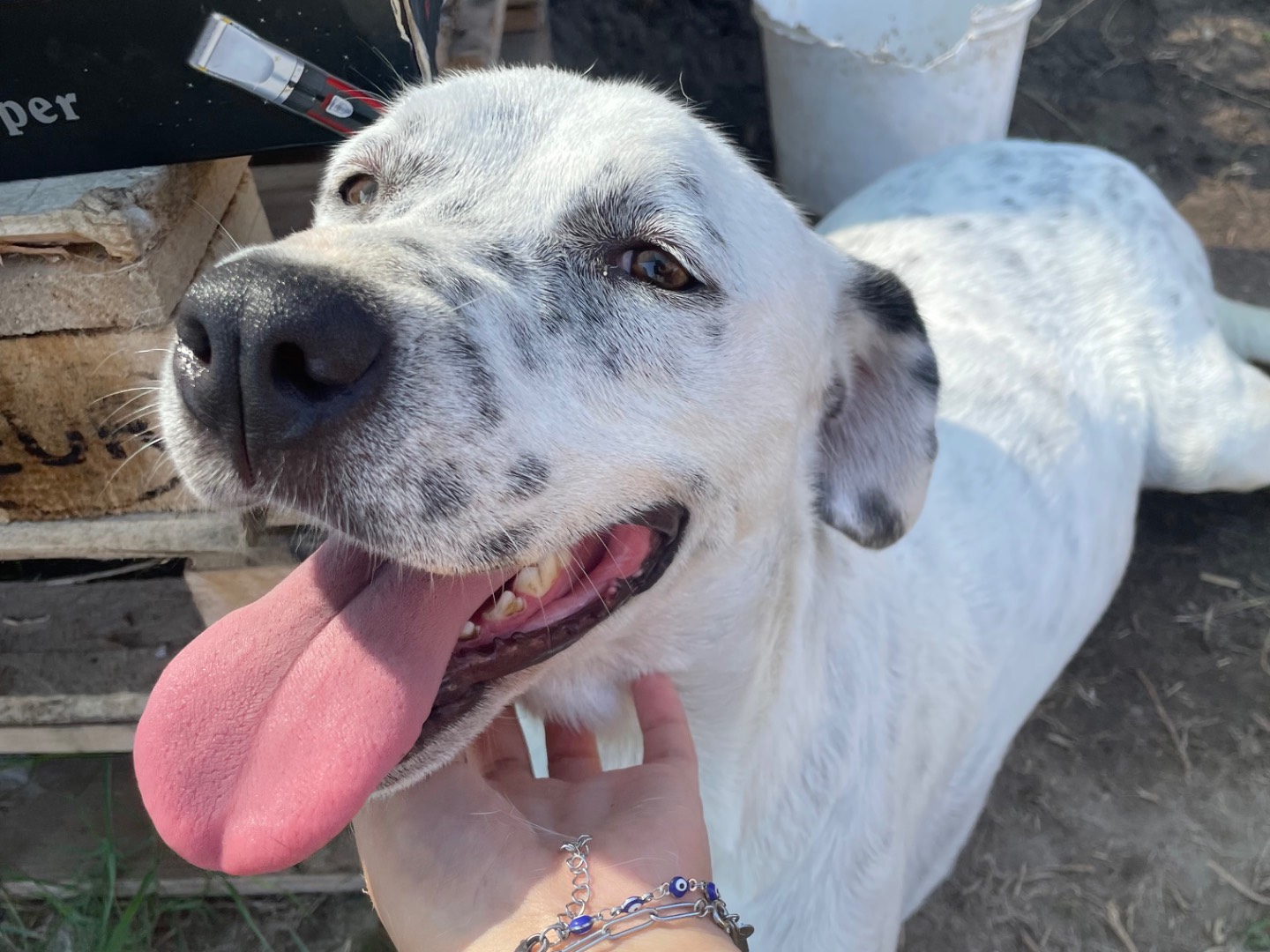 Adotta un cane, taglia media, femmina, Latina