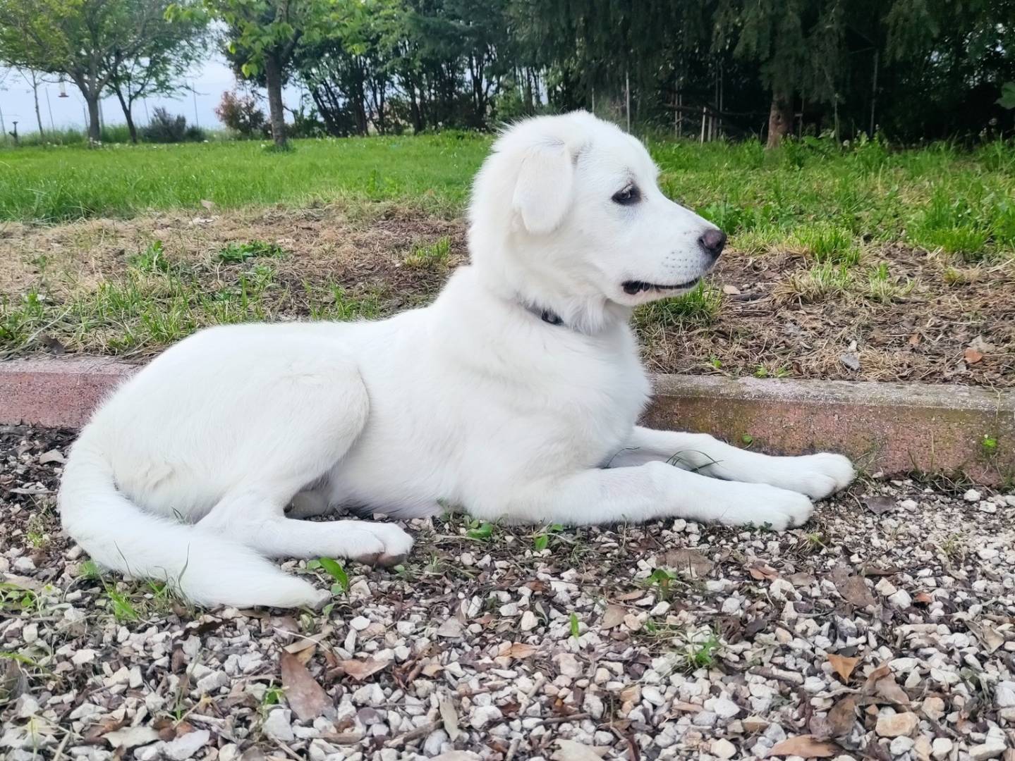 Adotta un cane, taglia media, femmina, Venezia