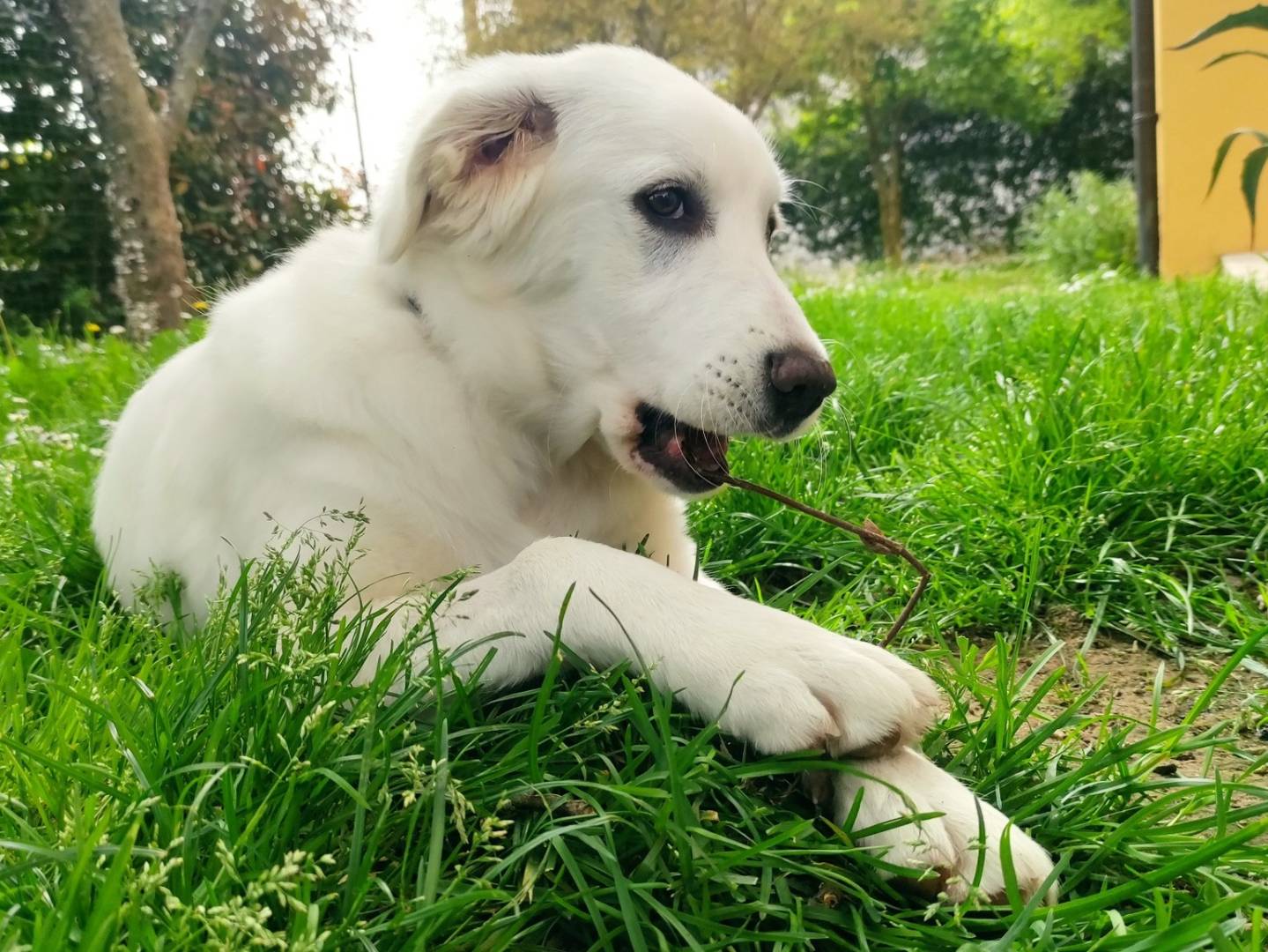 Vuoi adottare un cane a Venezia?