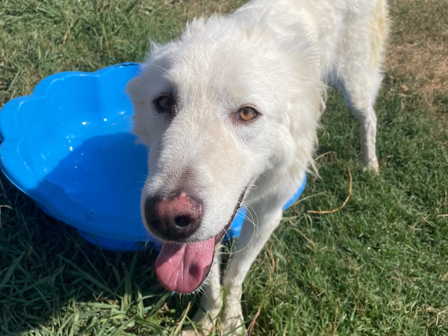 Adotta un cane, taglia grande, maschio, Latina