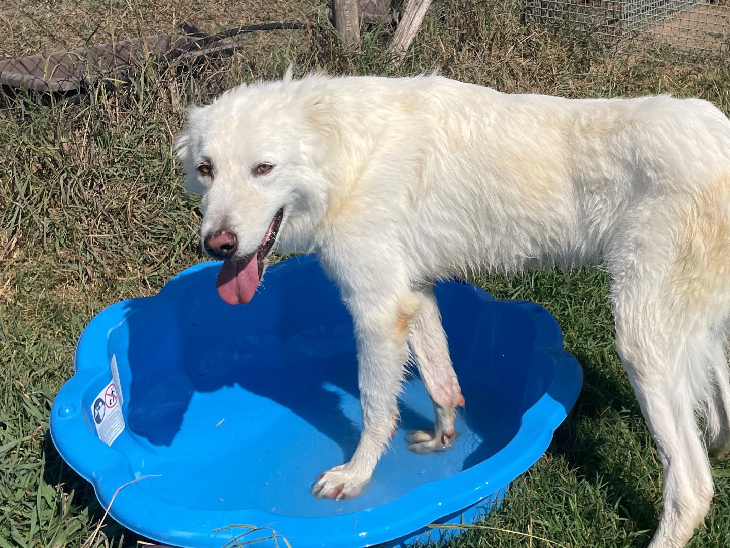 Adotta il cane Loki a Latina