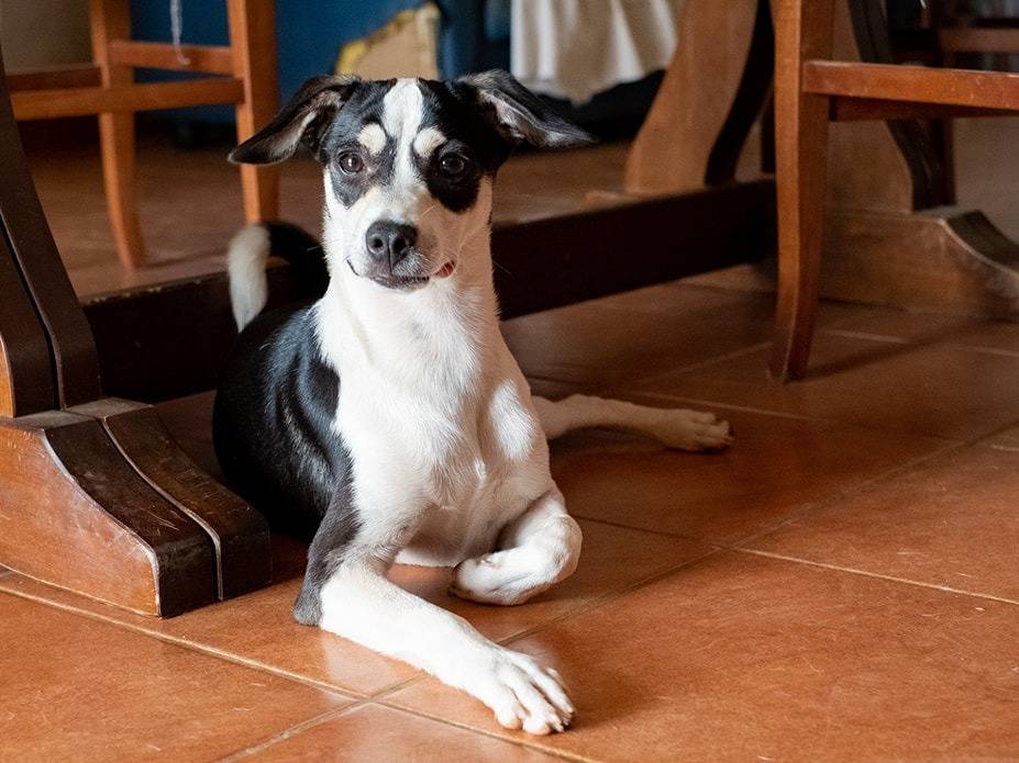 Adotta un cane, maschio, 2 anni  e 4 mesi , Catanzaro