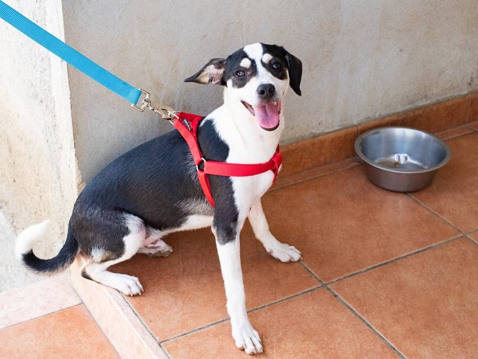 Adotta un cane, taglia piccola, maschio, Catanzaro