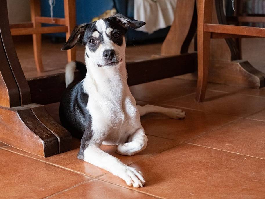 Vuoi adottare un cane a Catanzaro?
