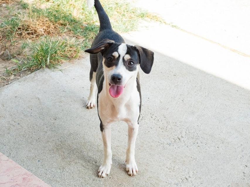 Adotta il cane Ugo a Catanzaro