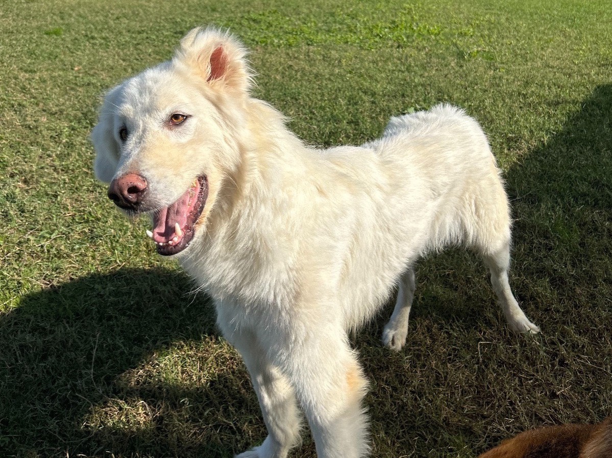 Adotta un cane, maschio, 5 anni  e 2 mesi , Latina
