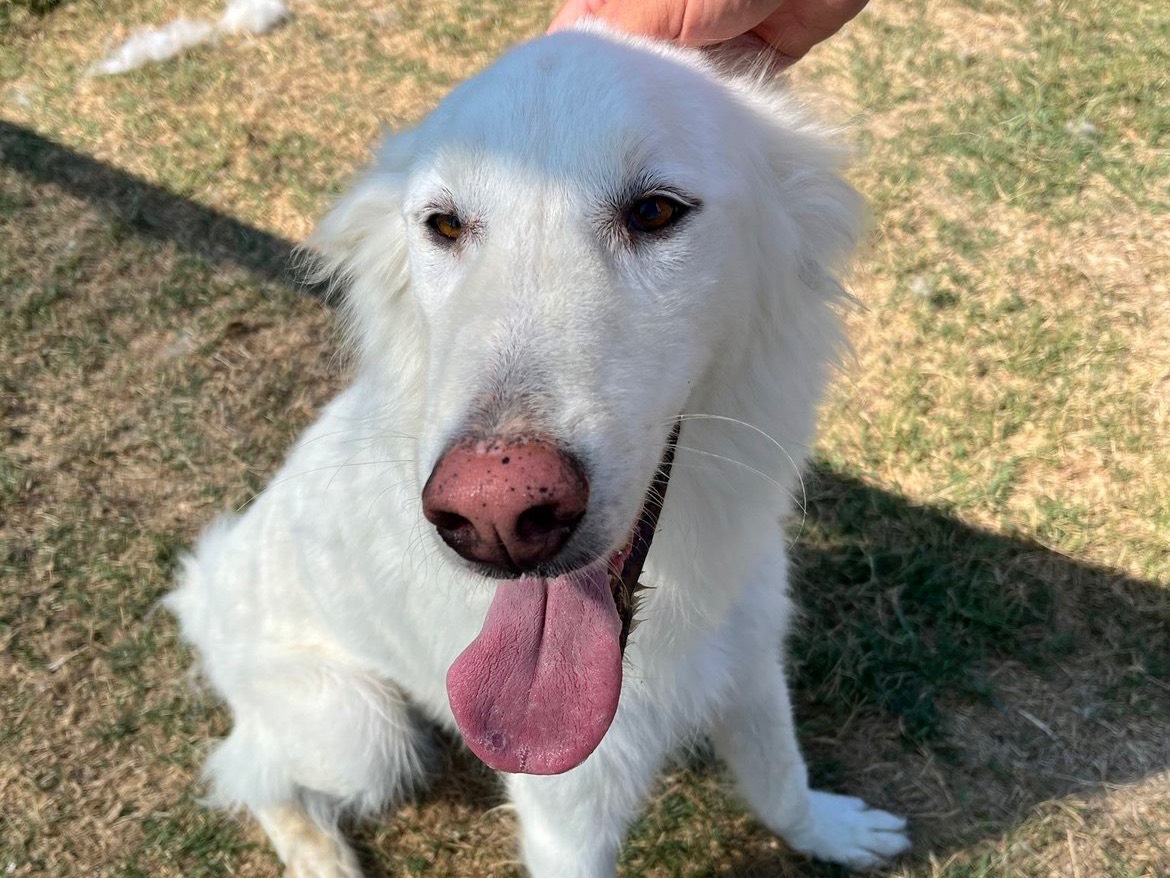 Adotta un cane, taglia grande, maschio, Latina