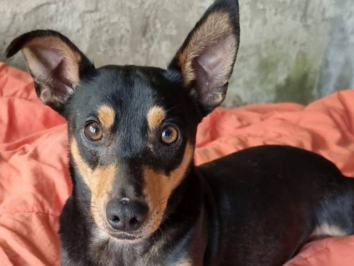 Adotta un cane, taglia piccola, maschio, Catanzaro