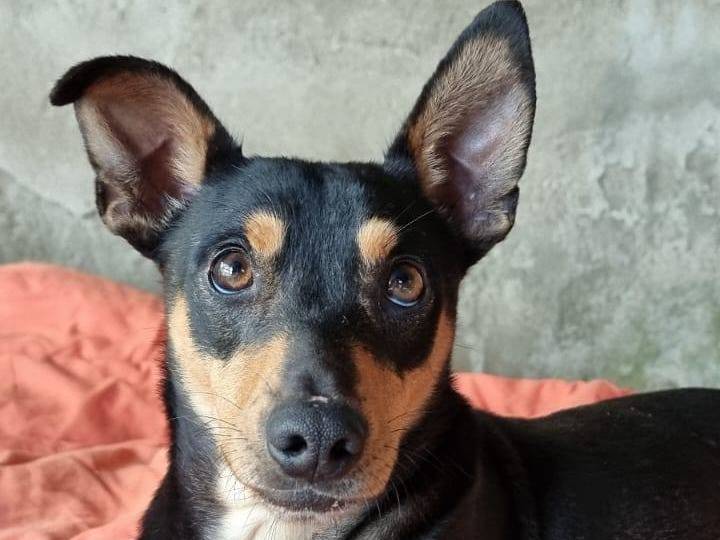 Vuoi adottare un cane a Catanzaro?