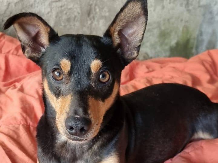 Adotta il cane Joy a Catanzaro