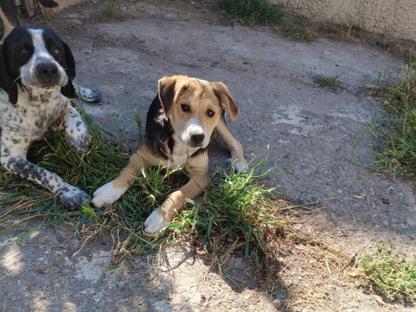 Vuoi adottare un cane a Crotone?