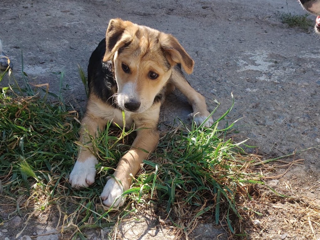 Adotta il cane BAXTER a Crotone
