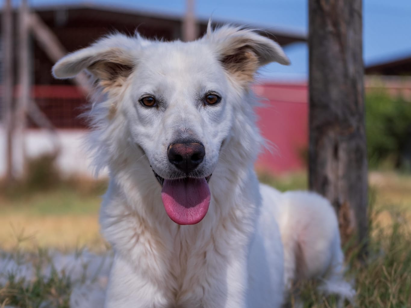 Adotta un cane, femmina, 3 anni  e 9 mesi , Latina