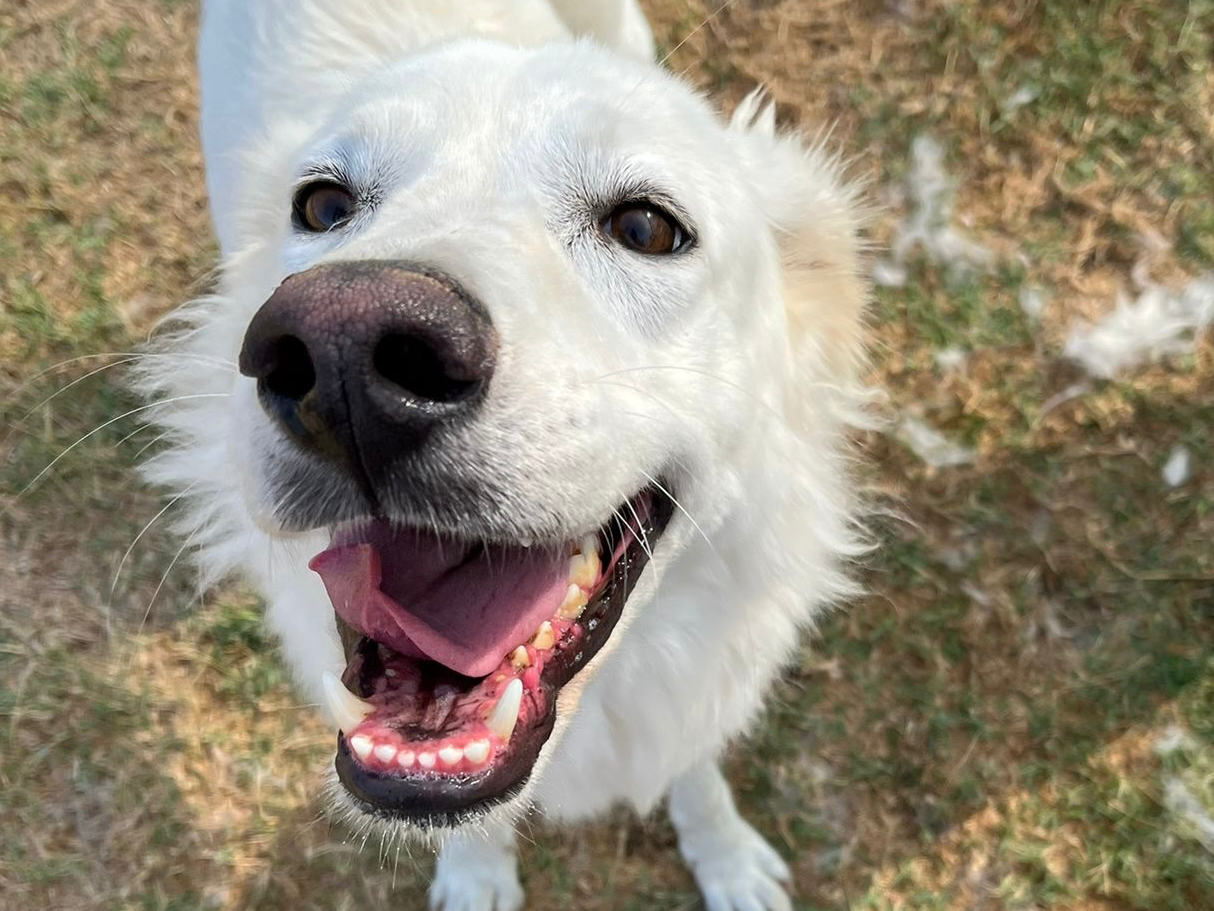 Vuoi adottare un cane a Latina?