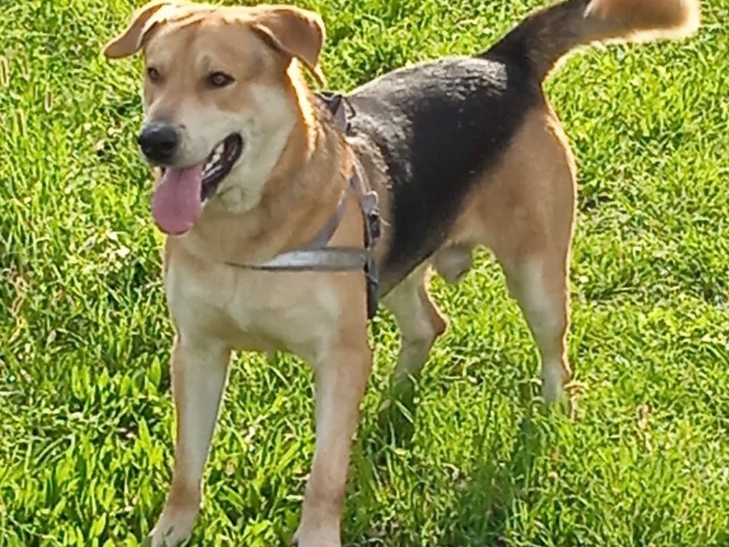 Adozione cane, maschio, Pastore tedesco Razza sconosciuta, 6 anni , taglia gigante, Milano