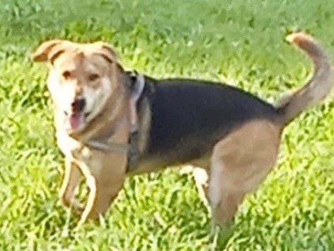 Adotta un cane, maschio, 6 anni , Milano