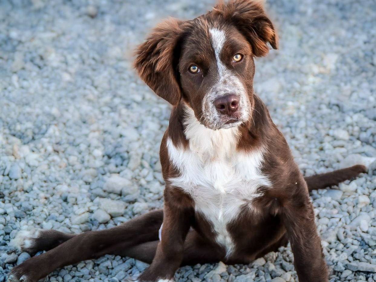 Foto dell'animale
