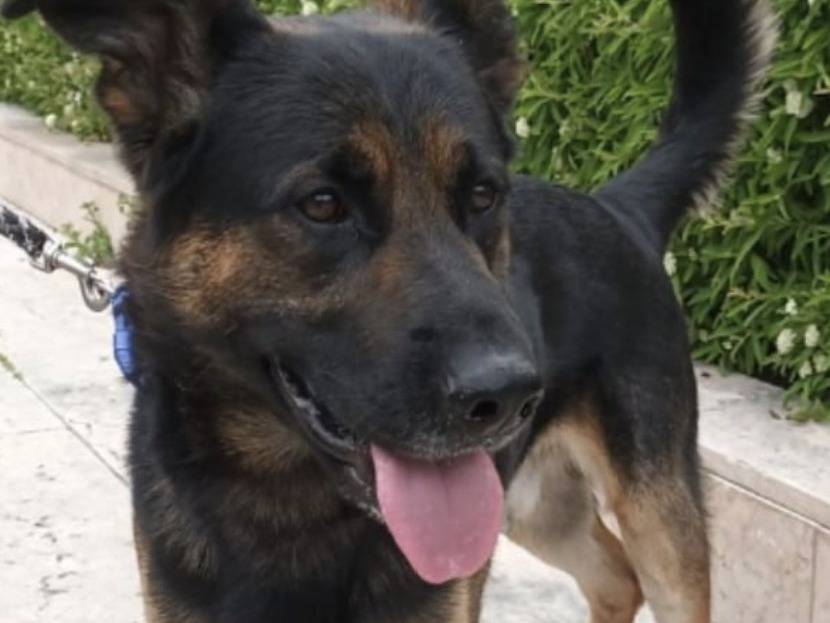 Adotta un cane, maschio, 2 anni  e 10 mesi , Verona