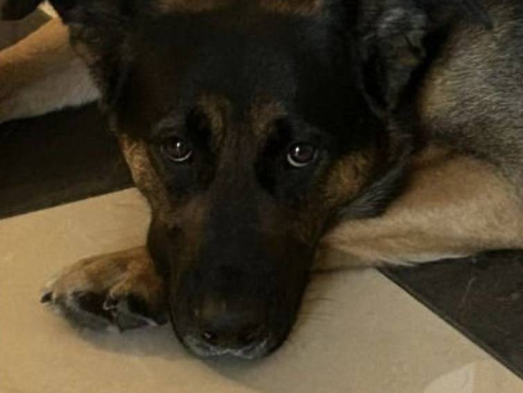 Adotta un cane, taglia media, maschio, Verona