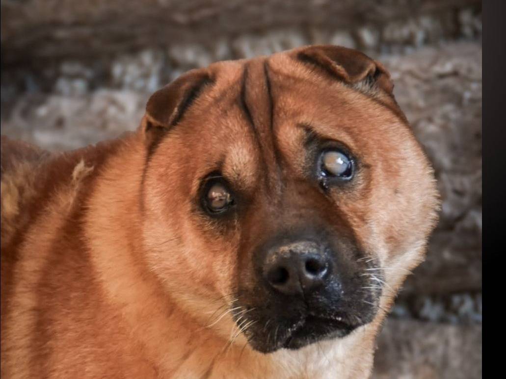 Adozione cane, maschio, Shar Pei Razza sconosciuta, 11 anni  e 10 mesi , taglia media contenuta, Crotone