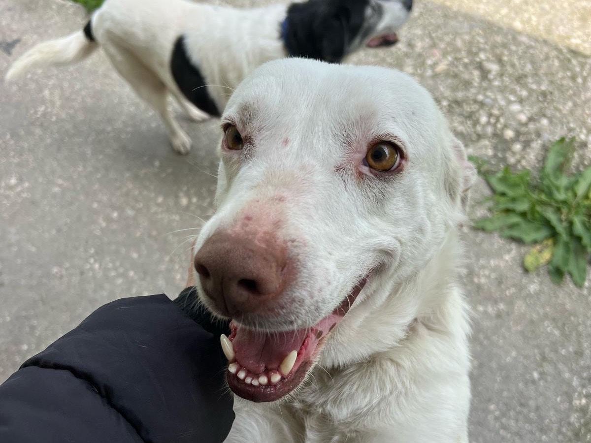 Adozione cane, maschio, Labrador Retriever Razza sconosciuta, 1 anno e 3 mesi , taglia media, Milano