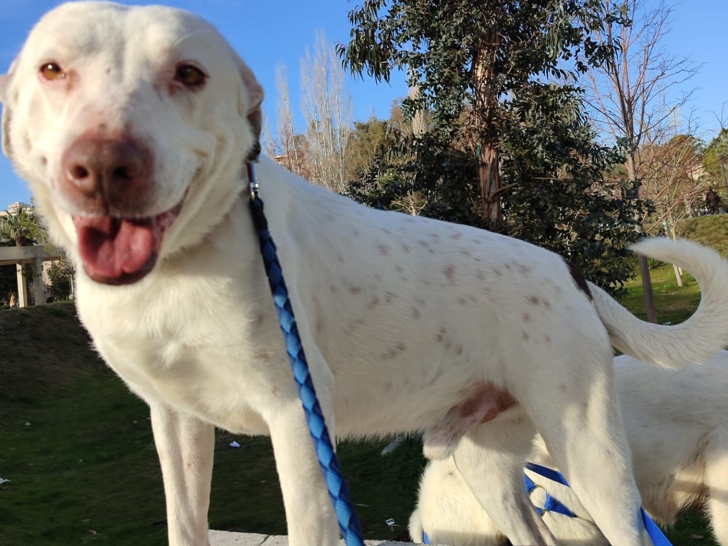 Adotta un cane, maschio, 1 anno e 3 mesi , Milano