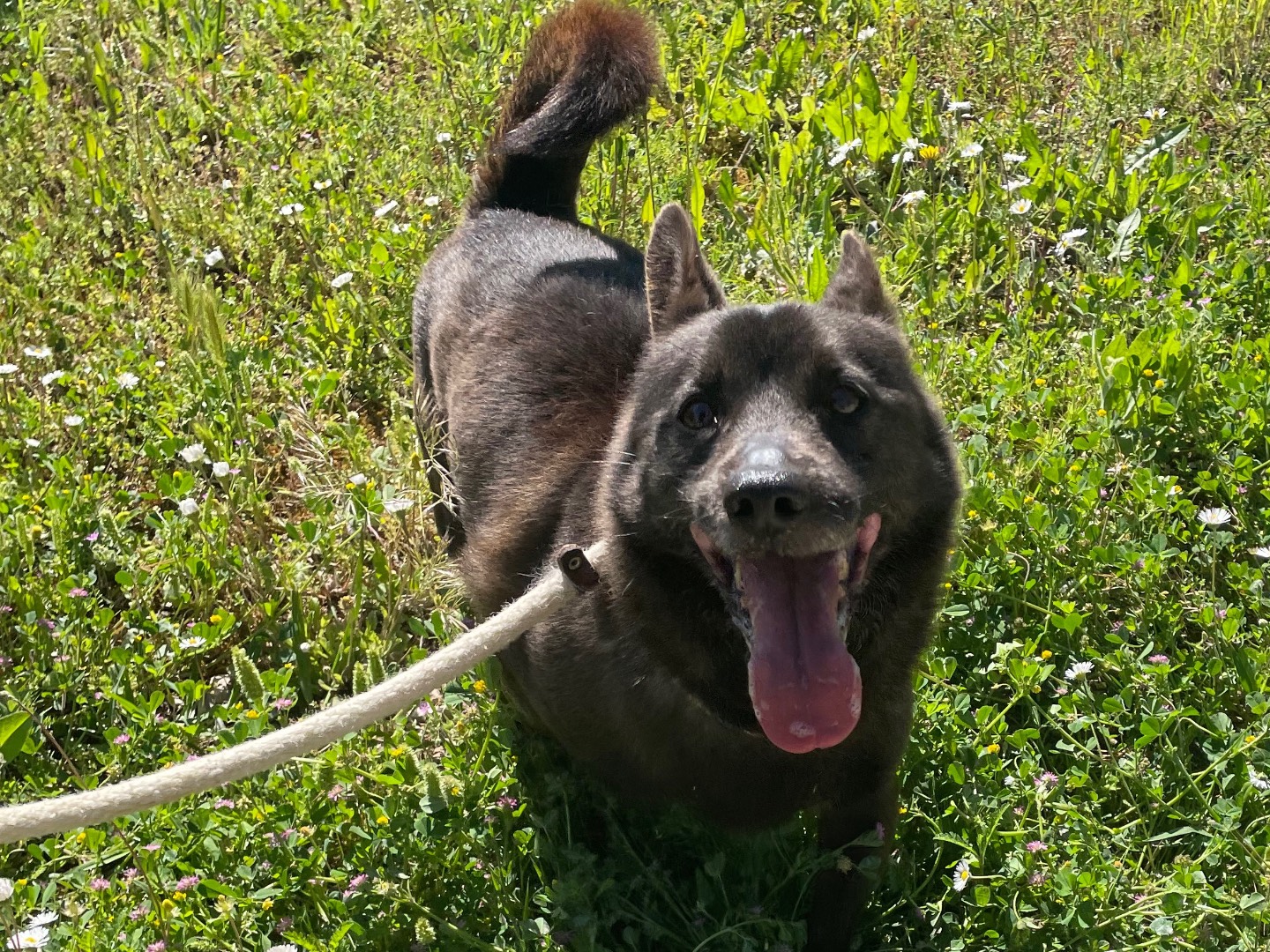 Adotta un cane, maschio, 9 anni  e 6 mesi , Latina