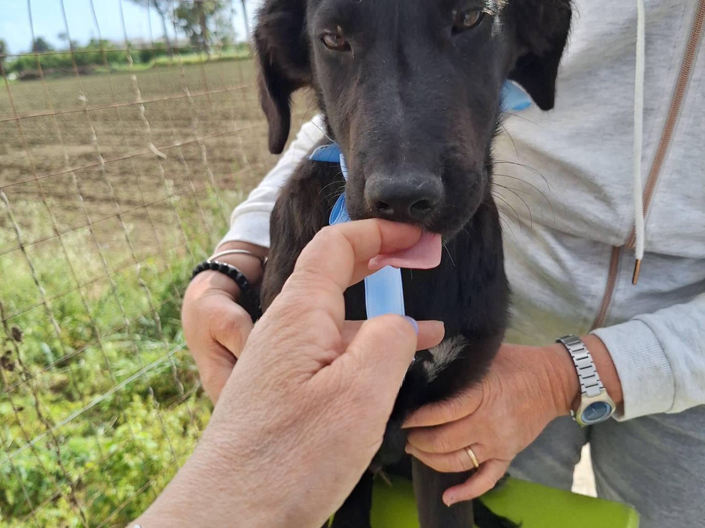 Adotta un cane, maschio, 3 mesi, Napoli