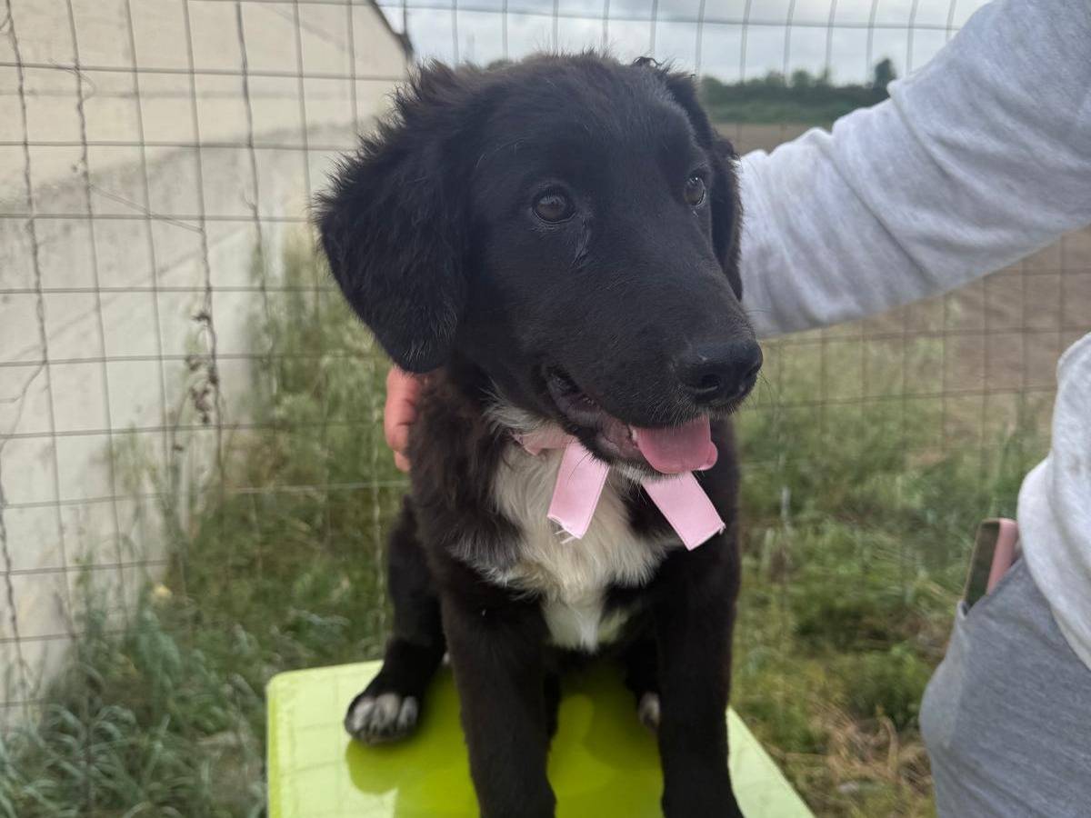 Adotta un cane, femmina, 3 mesi, Napoli