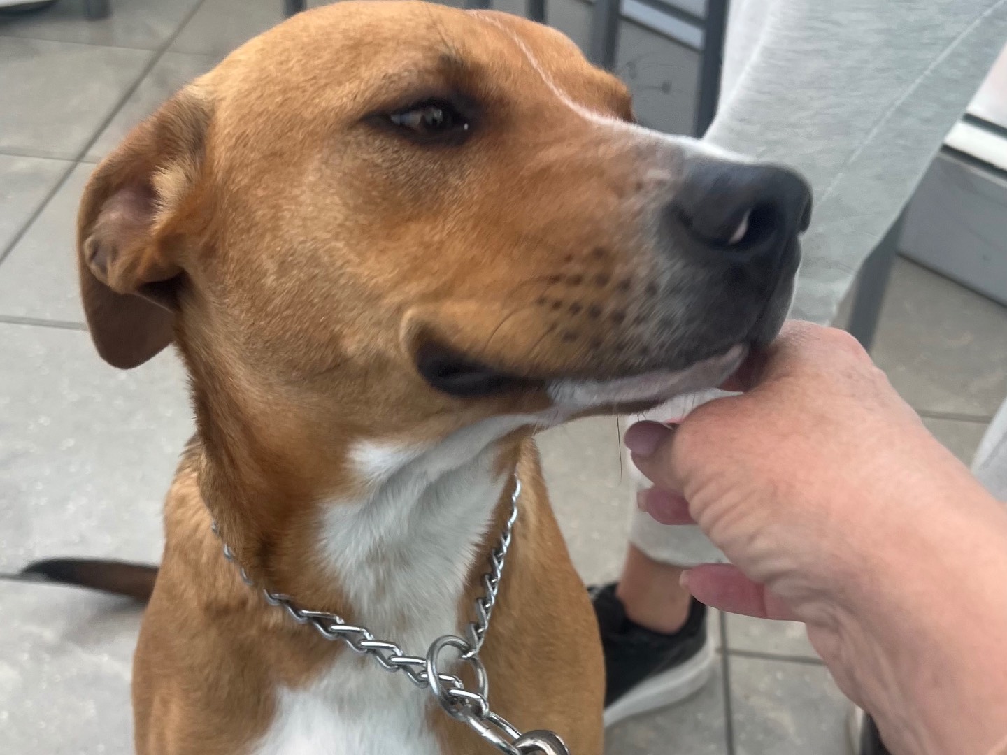 Adotta un cane, taglia media, femmina, Siracusa