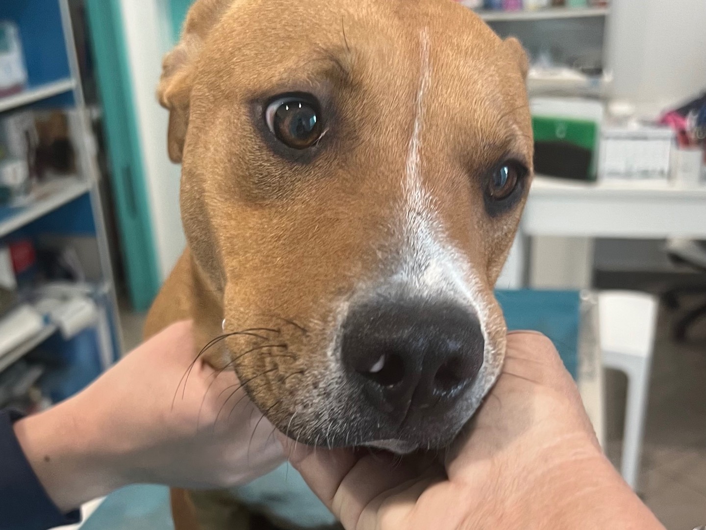 Vuoi adottare un cane a Siracusa?