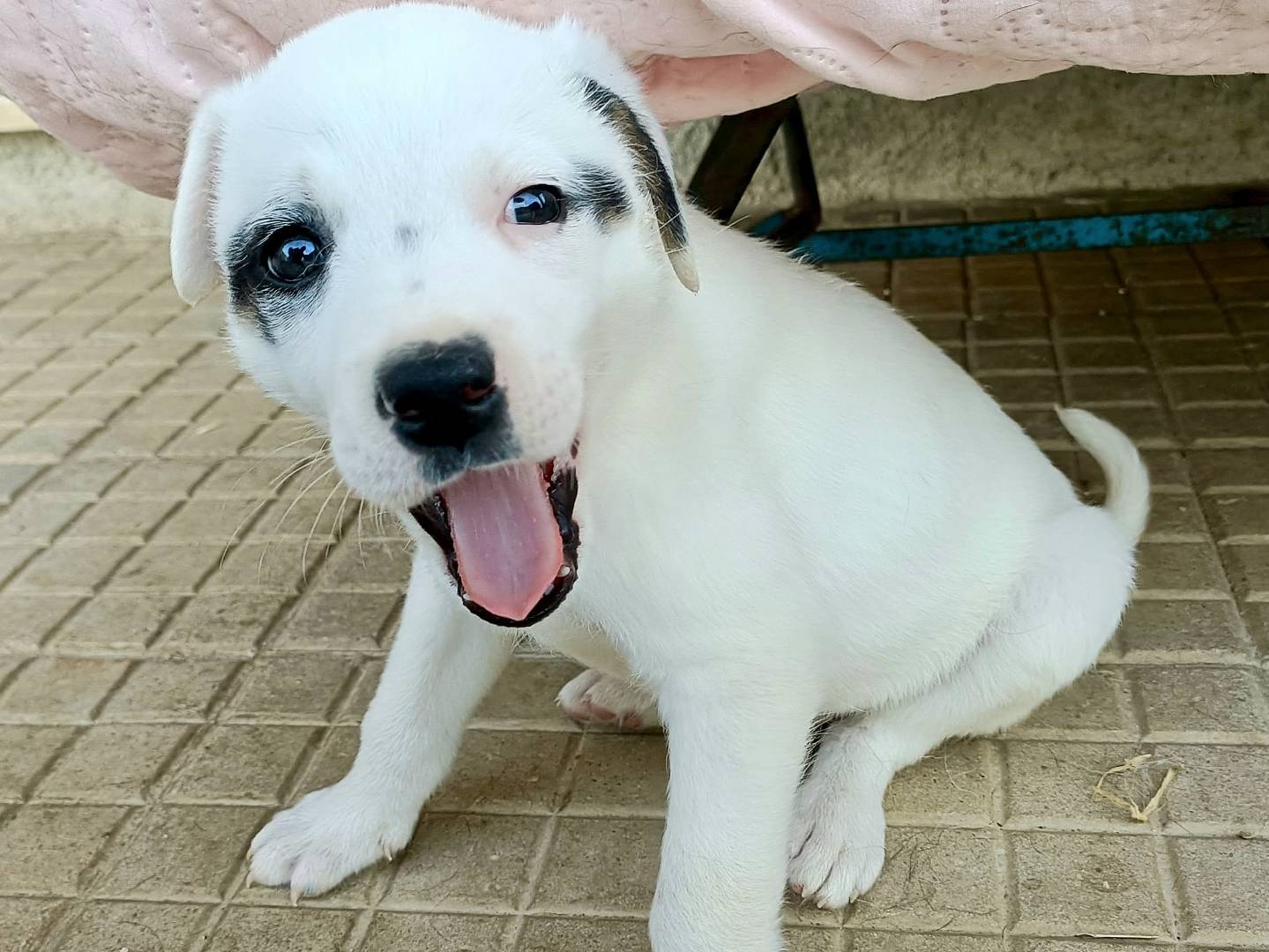 Adozione cane, maschio, Razza sconosciuta Razza sconosciuta, 1 mesi, taglia media, Palermo
