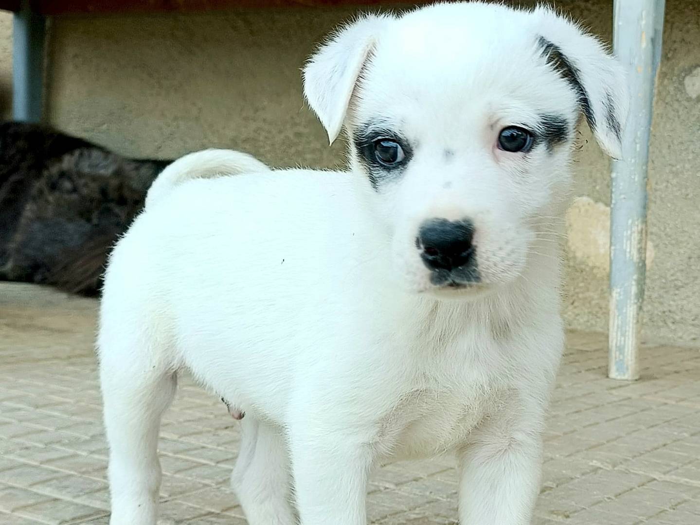 Adotta un cane, maschio, 1 mesi, Palermo