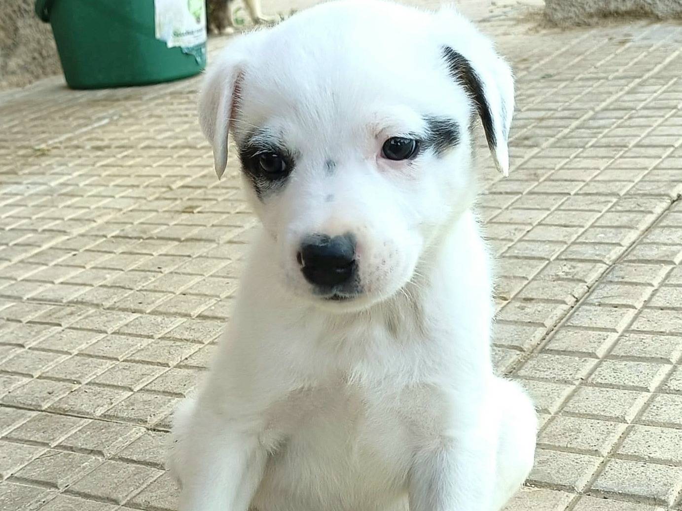 Adotta un cane, taglia media, maschio, Palermo