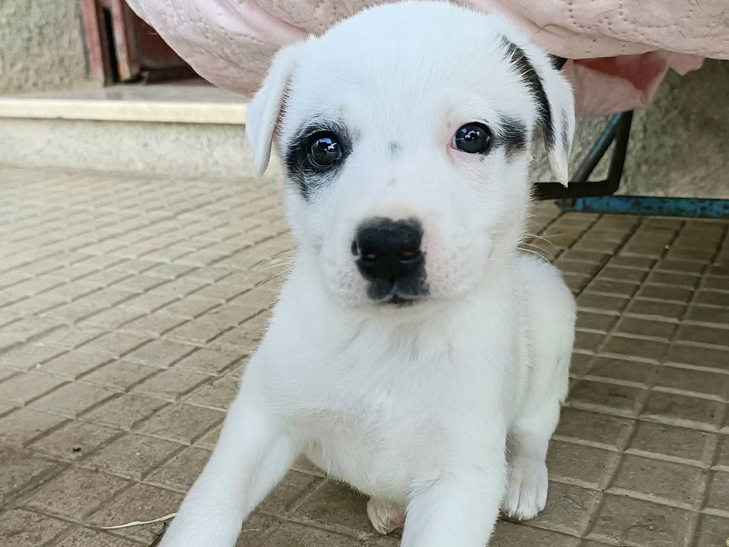 Vuoi adottare un cane a Palermo?