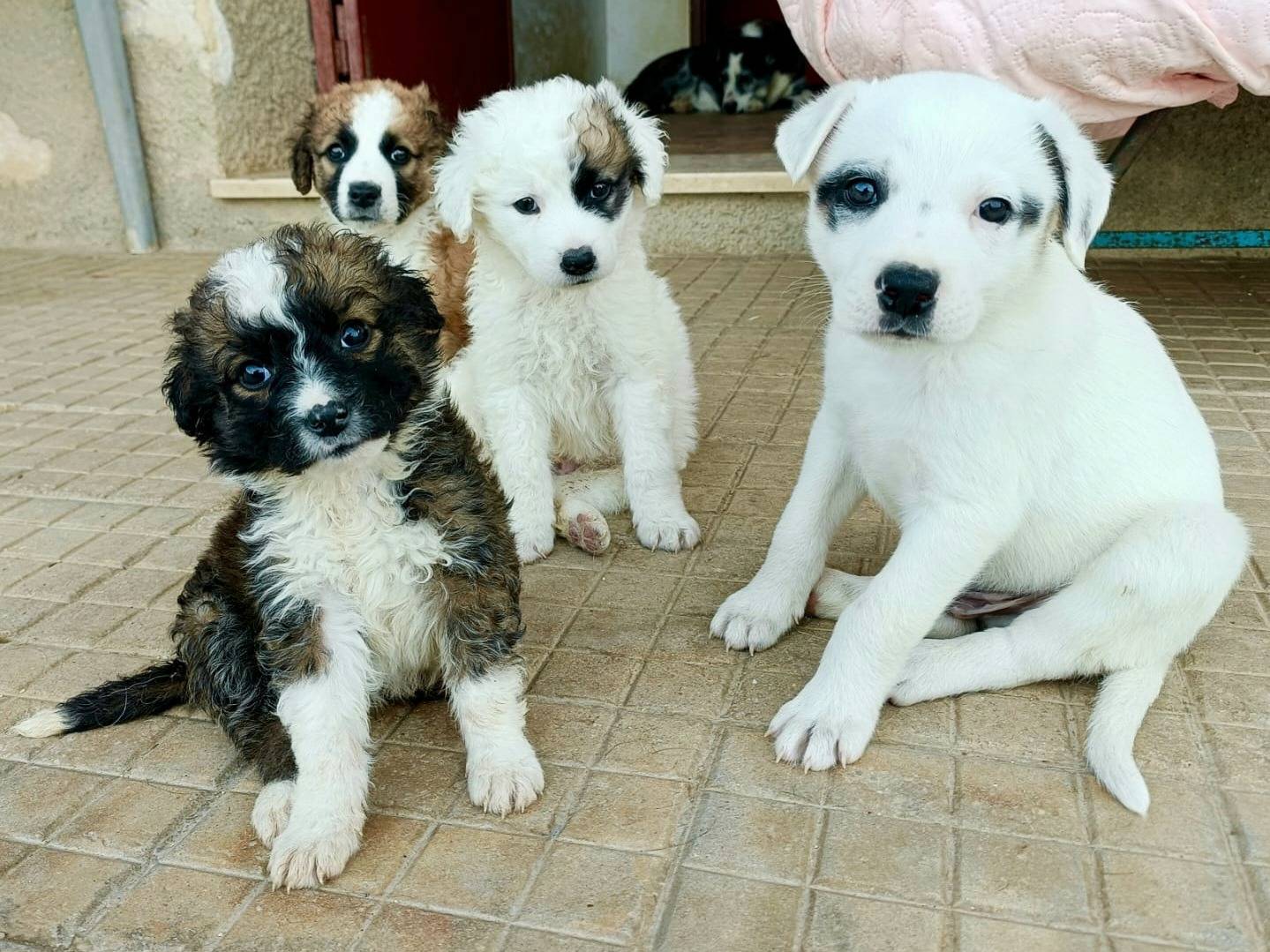 Adotta il cane Blues a Palermo