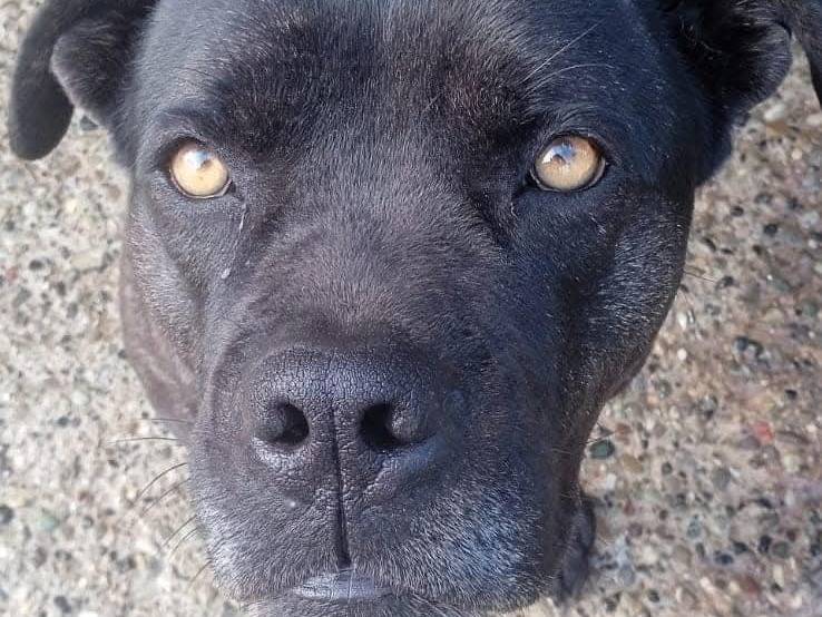 Adotta un cane, femmina, 2 anni , Piacenza