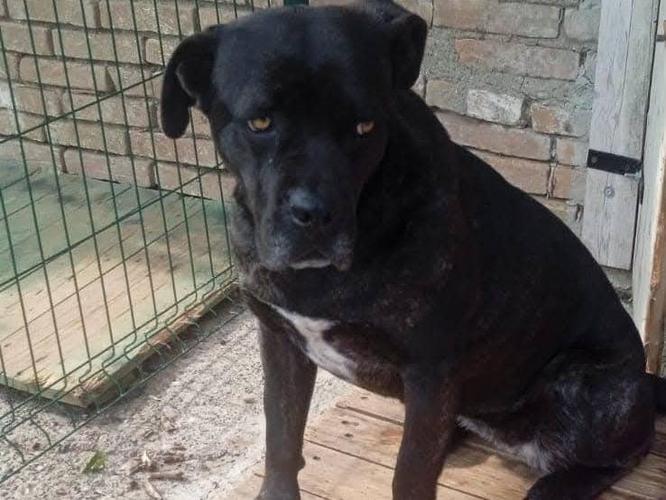 Adotta un cane, taglia grande, femmina, Piacenza