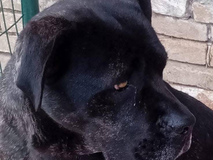 Vuoi adottare un cane a Piacenza?