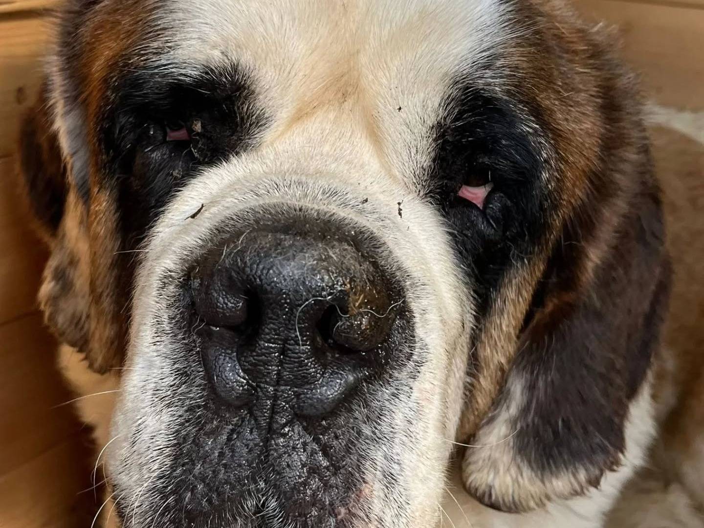 Adozione cane, femmina, San Bernardo Razza sconosciuta, 4 anni  e 3 mesi , taglia gigante, Latina